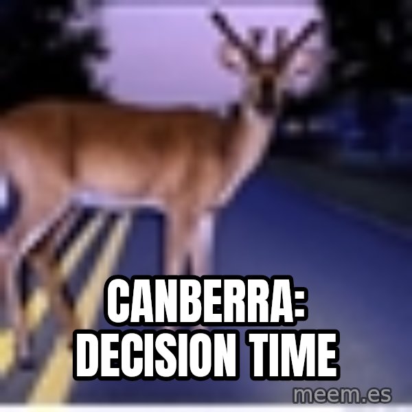 Deer In Headlights meme: Canberra: Decision time