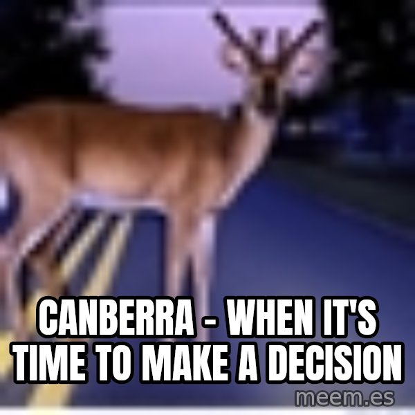 Deer In Headlights meme: Canberra - when it's time to make a decision