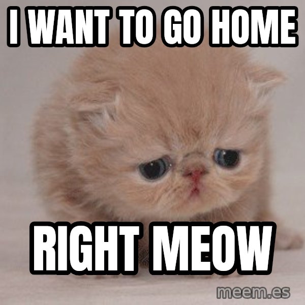 Super Sad Cat meme: I want to go home / Right meow
