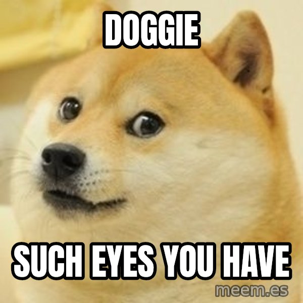 wow such doge1 meme: Doggie / such eyes you have