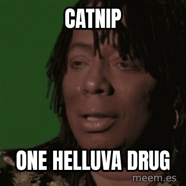 Rick James meme: Catnip / One helluva drug
