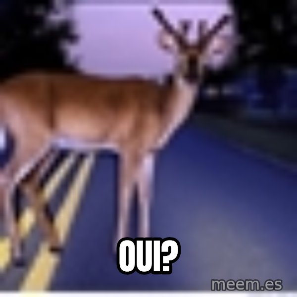 Deer In Headlights meme: oui?