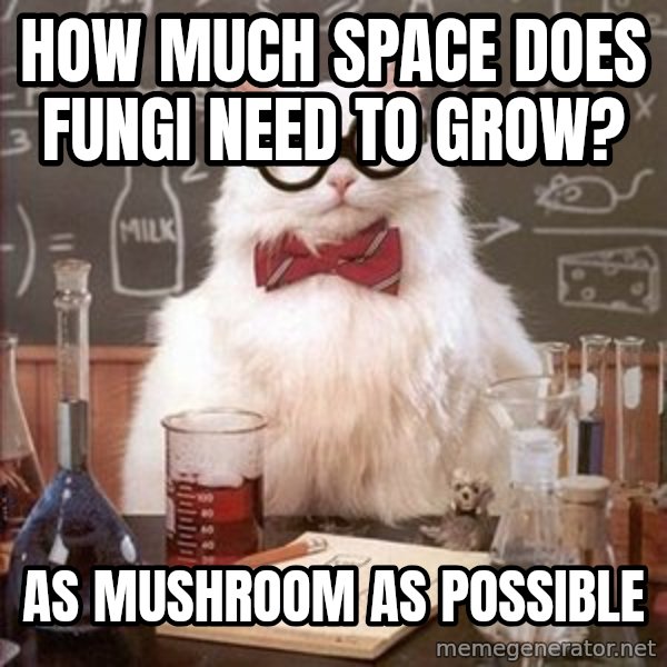 Chemistry Cat meme: How much space does fungi need to grow? / as         Mushroom as   possible
