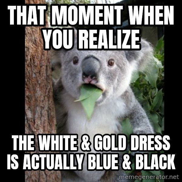 Koala can't believe it meme: that moment when you realize / the white & gold dress is actually blue & black