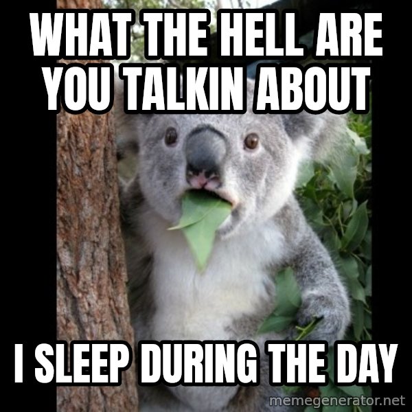 Koala can't believe it meme: What the hell are you talkin about / I sleep during the day