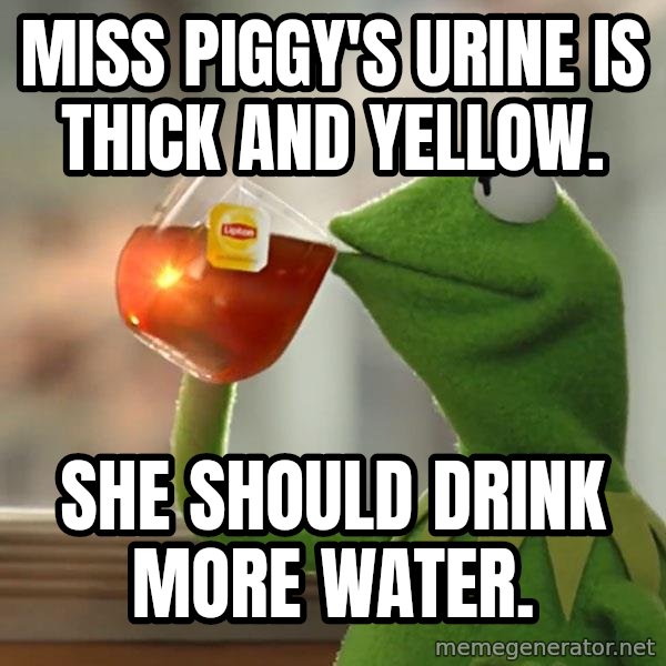 Kermit The Frog Drinking Tea meme: miss piggy's urine is thick and yellow. / she should drink more water.