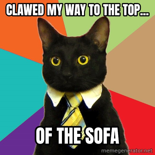 Business Cat meme: Clawed my way to the top... / Of the sofa