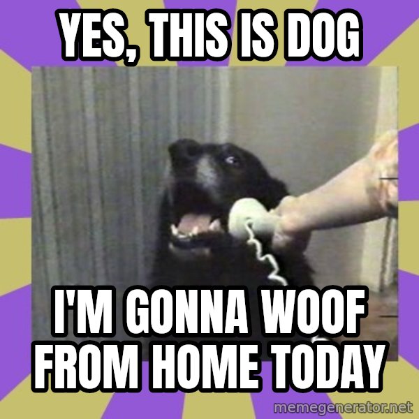 Yes, this is dog! meme: yes, this is dog / i'm gonna woof from home today