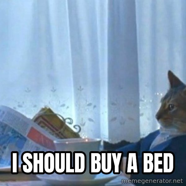 newspaper cat realization meme: I should buy a bed