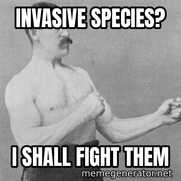 overly manlyman meme: INVASIVE SPECIES? / I SHALL FIGHT THEM
