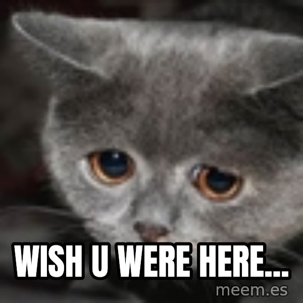 sad cat meme: wish u were here...