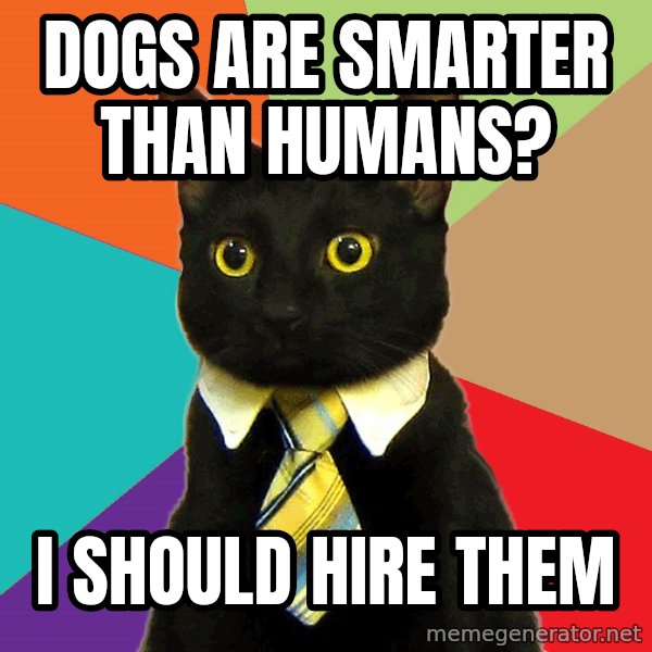 Business Cat meme: dogs are smarter than humans? / I should hire them