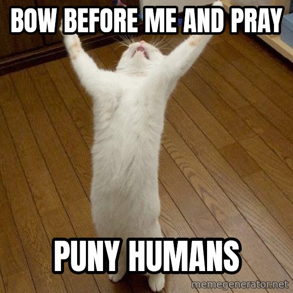 praise the lord cat meme: Bow before me and pray / Puny humans
