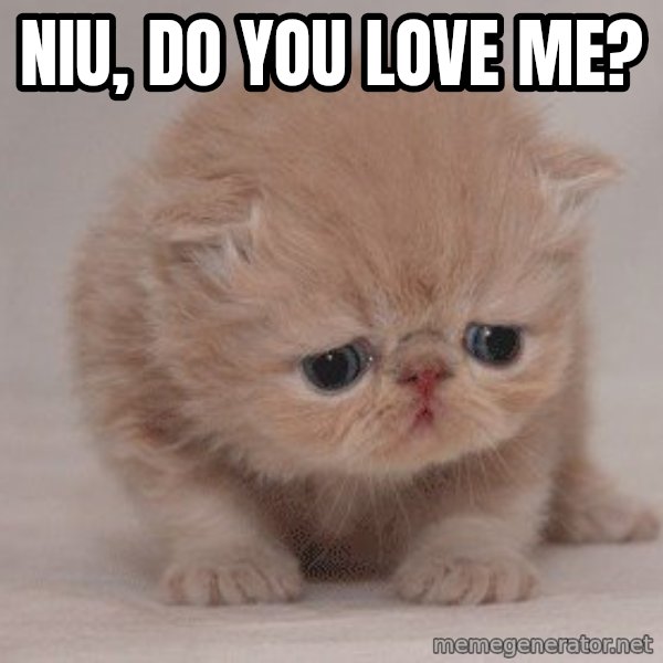 Sadcat meme: Niu, do you love me?