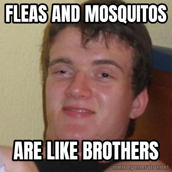 Stoner Stanley meme: fleas and mosquitos / are like brothers