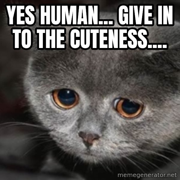 Sadcat meme: Yes human... Give in to the cuteness....