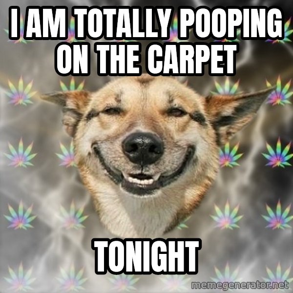 Stoner Dog meme: i am totally pooping on the carpet / tonight