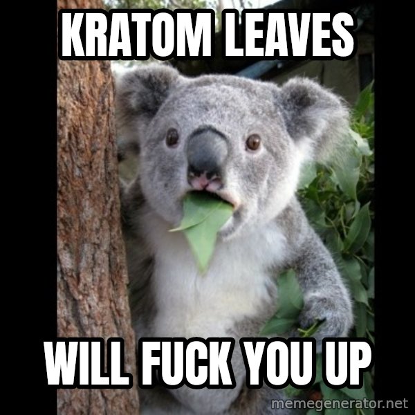 Koala can't believe it meme: kratom leaves / will fuck you up