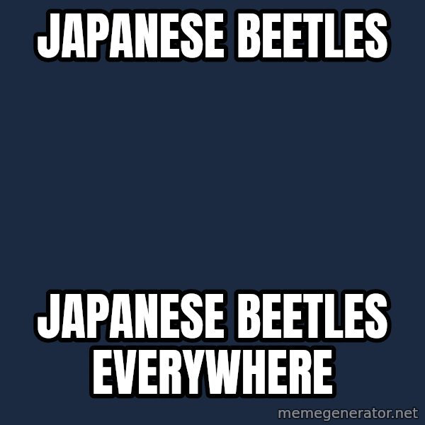 X, X Everywhere  meme: Japanese Beetles / Japanese Beetles Everywhere