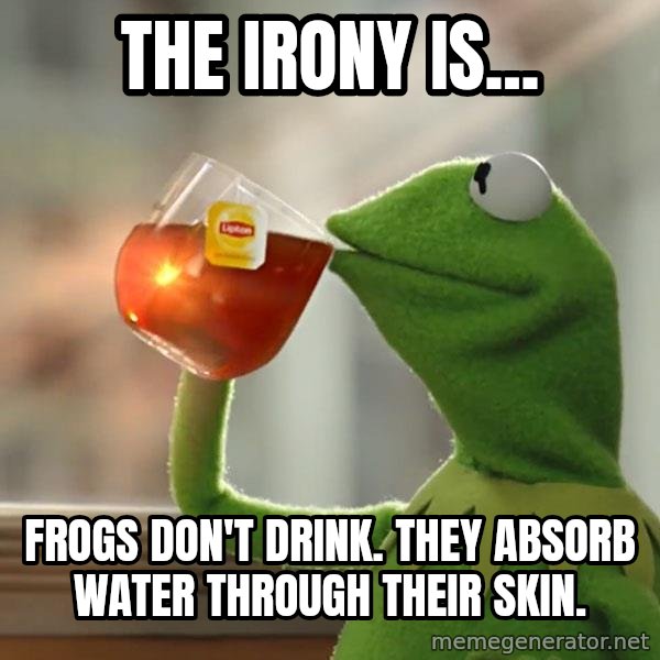 Kermit The Frog Drinking Tea meme: THE IRONY IS... / FROGS DON'T DRINK. THEY ABSORB WATER THROUGH THEIR SKIN.