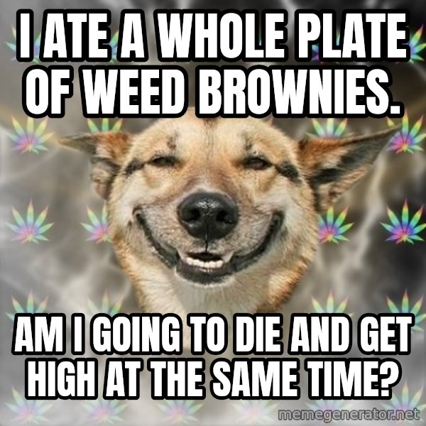 Stoner Dog meme: I ate a whole plate of weed brownies. / Am I going to die and get high at the same time?