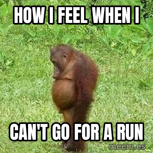 Orangutan Stan meme: How I feel when I / Can't go for a run