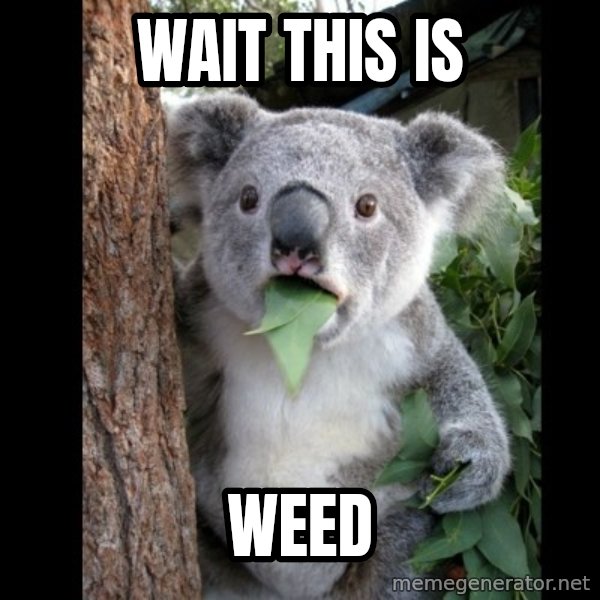Koala can't believe it meme: wait this is / WEED