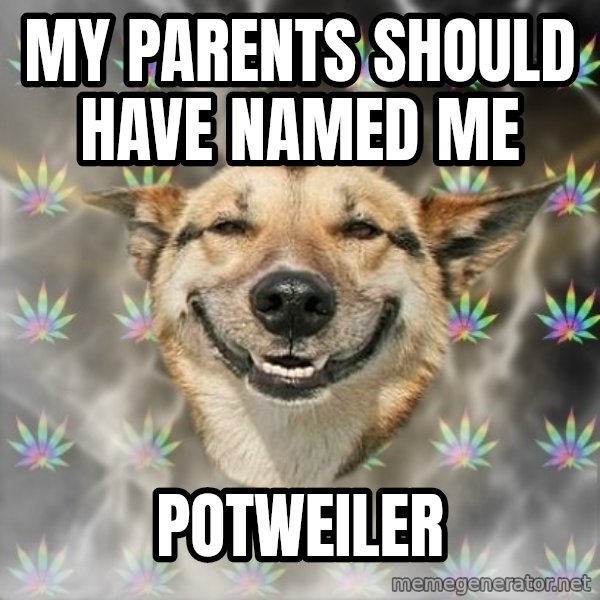 Stoner Dog meme: my parents should have named me / potweiler