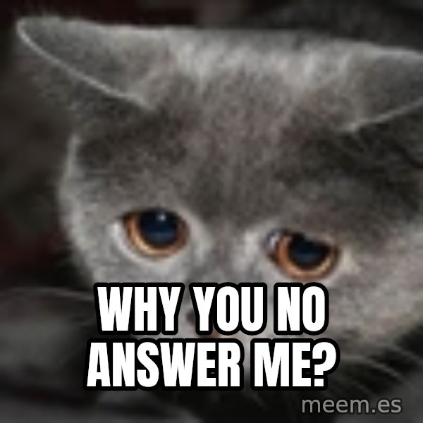 sad cat meme: Why You no answer me?