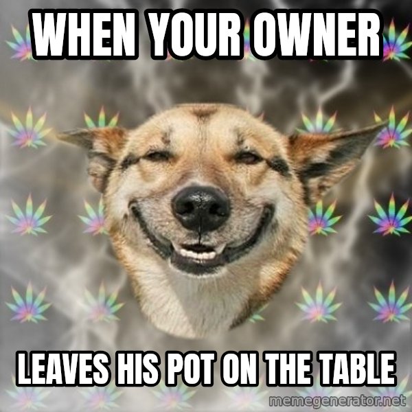 Stoner Dog meme: when your owner / leaves his pot on the table