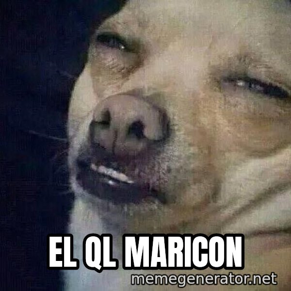 Perro el ql mentiroso meme: el Ql maricon