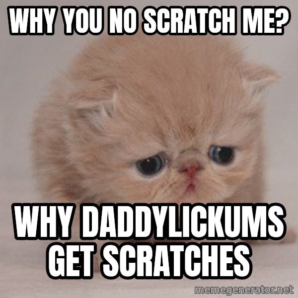 Sadcat meme: WHY YOU NO SCRATCH ME? / WHY DADDYLICKUMS GET SCRATCHES