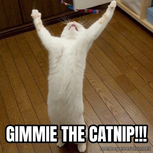 praise the lord cat meme: gimmie the catnip!!!