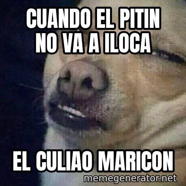 Perro el ql mentiroso meme: Cuando EL PITIN NO VA A ILOCA / EL CULIAO MARICON