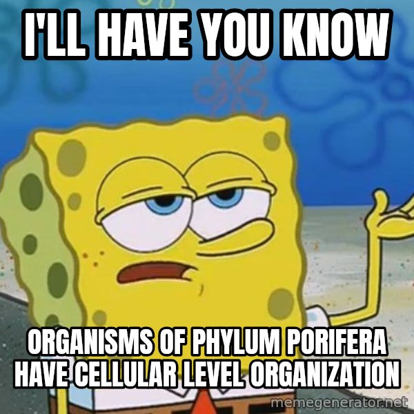 I'll have you know Spongebob meme: I'll have you know / organisms of phylum porifera have cellular level organization