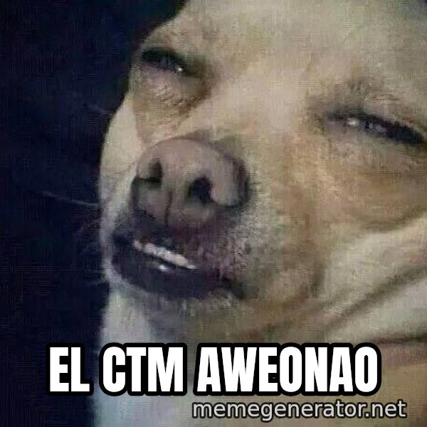 Perro el ql mentiroso meme: EL ctm aweonao
