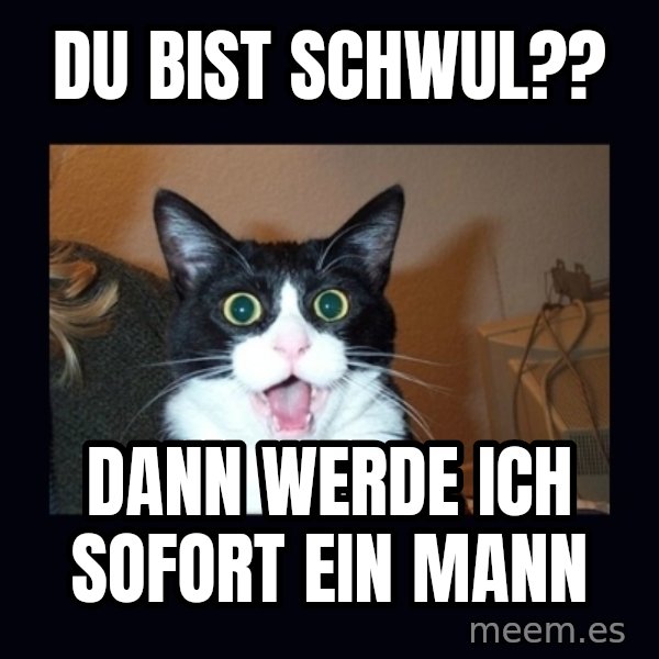 shocked cat meme: du bist schwul?? / DANn WERDE ich sofort ein mann