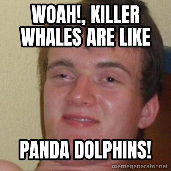 really high guy meme: woah!, killer whales are like / panda dolphins!