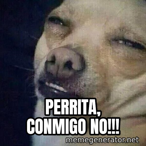Perro el ql mentiroso meme: pERRITA, CONMIGO NO!!!
