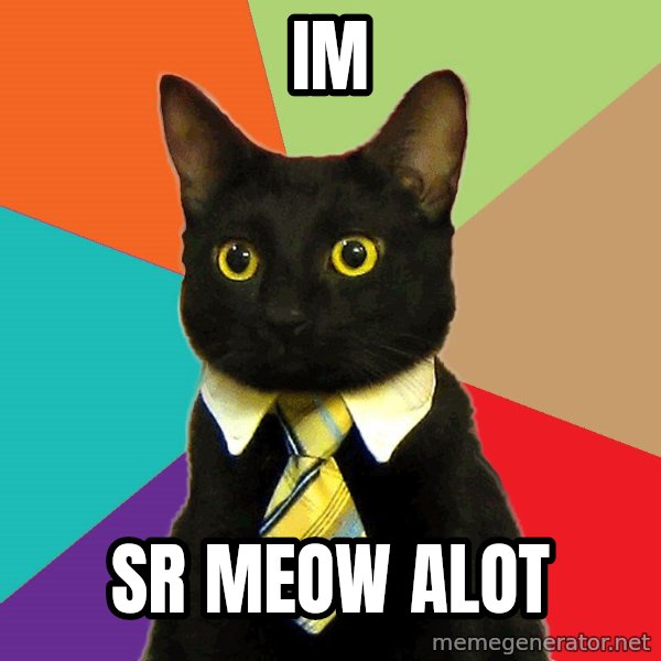 Business Cat meme: im / sr meow alot