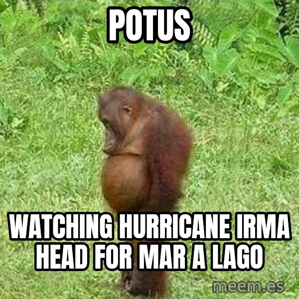 Orangutan Stan meme: Potus / watching hurricane irma head for mar a lago