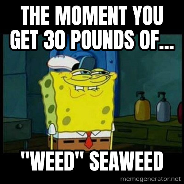 Don't you, Squidward? meme: The MOMENT you get 30 pounds of... / "Weed" seaweed