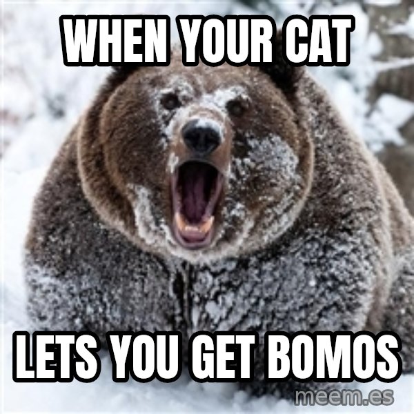 Cocaine Bear meme: When your cat / lets you get bomos