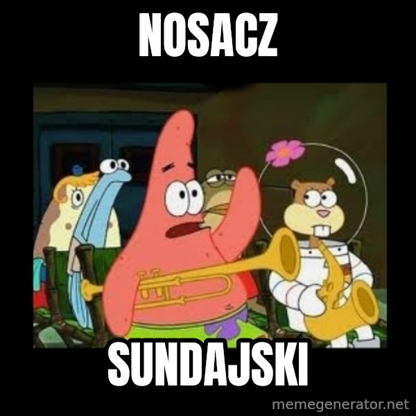Patrick Star Instrument meme: NOSACZ / SUNDAJSKI