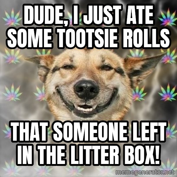 Stoner Dog meme: Dude, I just ate some tootsie rolls / that someone left in the litter box!