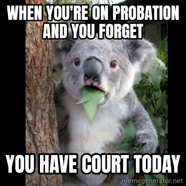 Koala can't believe it meme: WHEN YOU'RE ON PROBATION AND YOU FORGET / YOU HAVE COURT TODAY