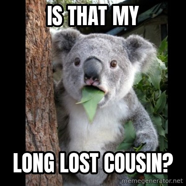 Koala can't believe it meme: is that my / long lost cousin?