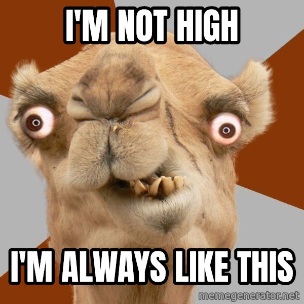 Crazy Camel lol meme: I'm not high / i'm always like this