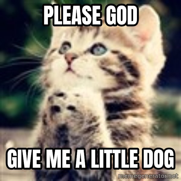Praying Kitten meme: please god / give me a little dog