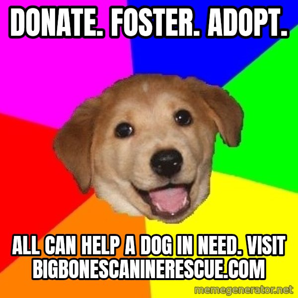 Advice Dog meme: Donate. Foster. Adopt. / All can help a dog in need. Visit bigbonescaninerescue.com